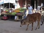 Unterwegs: Markt - Klber und Rinder laufen selbstverstndlch dazwischen herum