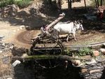 Aravalli-Berge: Ein mit Ochsen betriebener Schfbrunnen