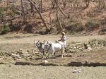 Aravalli-Berge: Bauer mit Ochsen bei der Feldarbeit