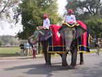 Jaipur: Elefanten gehren zum Stadtbild, diese sind auf dem Weg zu einer Parade
