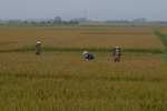 Bauern auf dem Reisfeld