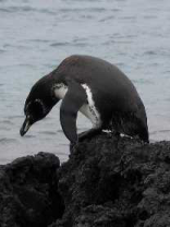 Bild von der Galapagos-Reise 2005