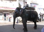 Udaipur: In Rajasthan sind Elefanten normale Verkehrsteilnehmer
