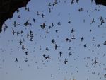 Delhi: Tauben über der Moschee