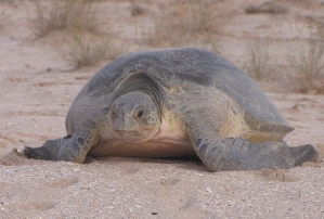 Schildkröte im Turtle & Nature Reserve bei Ras al-Jinz