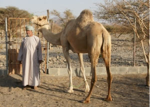 Oman: Bauer mit Dromedar