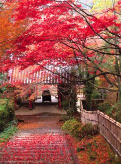 Gruppenreise nach Japan: Kongoji-Tempel